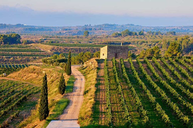 Viñedos y bodega de Terra Alta en Gandesa, Cataluña